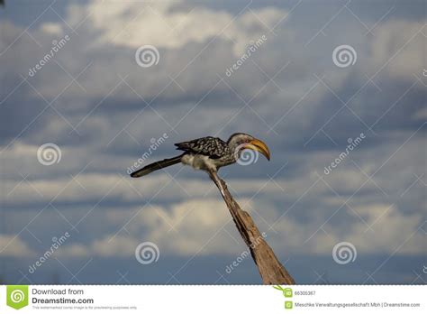 Yellow Horn Billed Looking To The Lower Right Stock Image Image Of