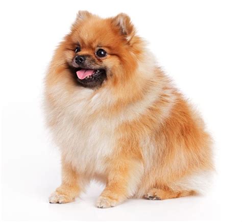 Мой самый маленький гном | Pomeranian dog, Pomeranian, Animals and pets