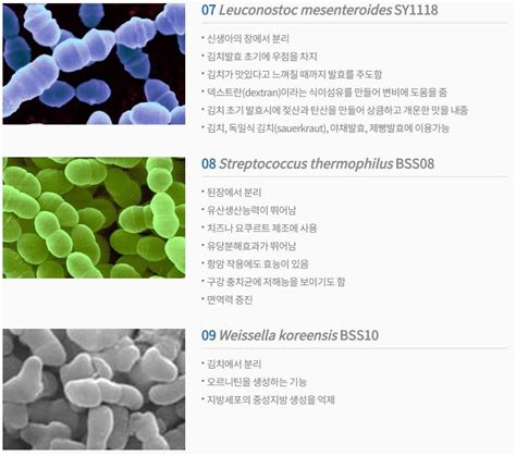 김치 등 발효식품 미생물 신규발굴한국의과학연구원 미생물자원화센터 네이버 블로그