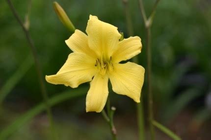 HEMEROCALLIS Itsy Bitsy Spider Spider Daylily Woottens Plant