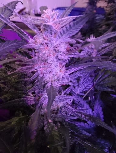 Auto Bubble Strain Info Auto Bubble Weed By Female Seeds Growdiaries