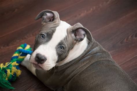 White and Grey Pitbull Laying Down with Toy Stock Photo - Image of ...