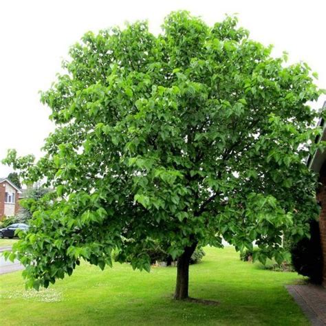 A Large Green Tree Sitting On Top Of A Lush Green Field