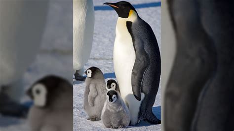 Space Camera Discovers New Emperor Penguin Colony — Manuela Hoelterhoff