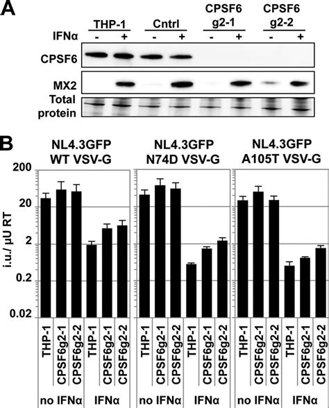 Cpsf6 Knockout In Thp 1 Cells Does Not Increase Sensitivity To Ifn