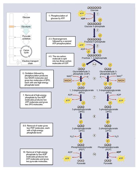 Diagram The Step By Step Process Of Glycolysis Glycolysis Di