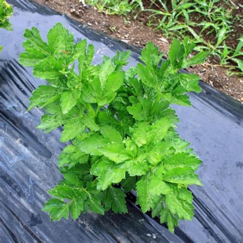 Ashitaba seeds (Tomorrow's Leaf) (Angelica keiskei) Prijs: -€3.95