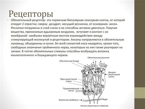 Обоняние. Рецепторы - online presentation