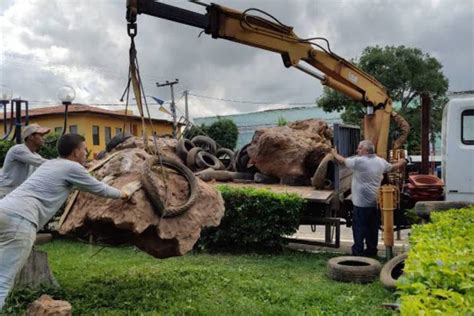 Pesquisadores Da Urca Resgatam Em Brejo Santo Maior Tronco F Ssil J