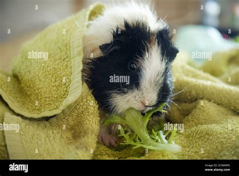 Sheba guinea pig hi-res stock photography and images - Alamy