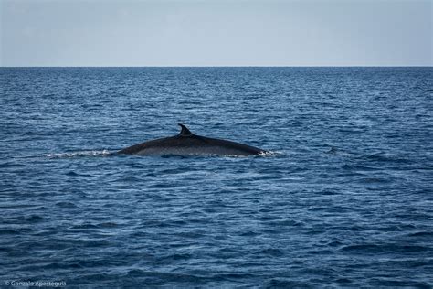 Observación de Ballenas y Delfines en Lanzarote Experiencia privada