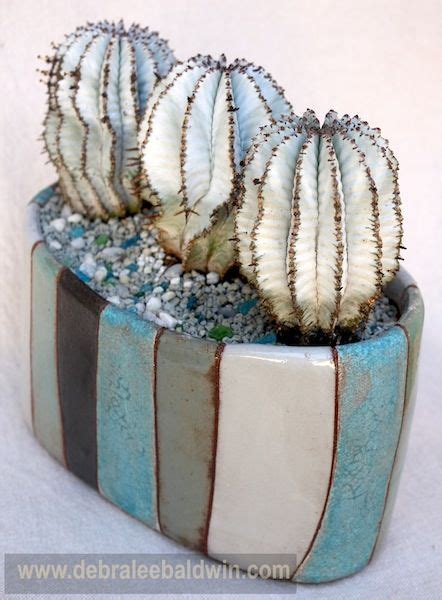 Perfect Cactus Pot Pairing Planting Succulents Succulents Succulent