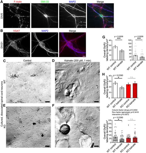 Kainate Induced Removal Of Glyrb From The Plasma Membrane Is Observable