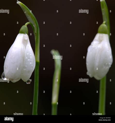 Close Up Image Of Common English Snowdrops Galanthus Nivalis Covered