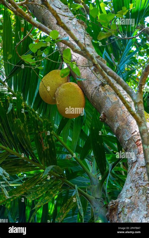 Jackfruit On A Tree At Sri Lanka Stock Photo Alamy