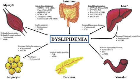 Management Of Dyslipidemia In Adult Solid Organ Transplant Recipients