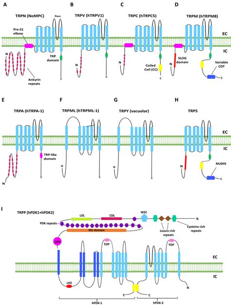 Transient Receptor Potential Trp Channels Diagram A Trpn Nompc