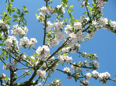 Kostenlose Foto Apfel Baum Ast Bl Hen Frucht Blume Lebensmittel