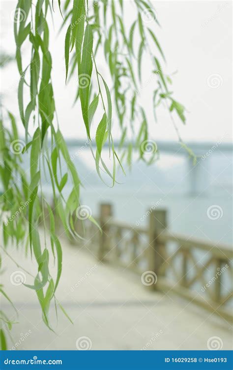 Pussy Willow Branches In Vase With Easter Egg On Wooden Kitche Table Stock Photo Cartoondealer
