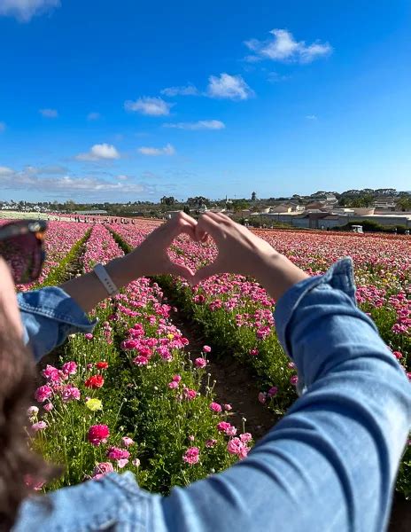 Visiting The Carlsbad Flower Fields Everything You Need To Know