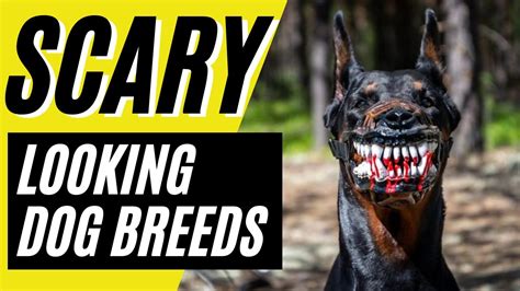 Scary Looking Dog Breeds