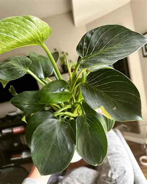 Green Princess Philodendron Care