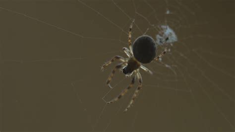 spider moving   web  stock video
