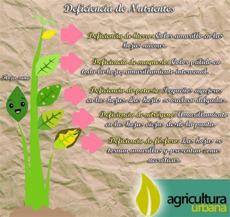 Deficiencia De Nutrientes En Las Plantas AGRICULTURA URBANA