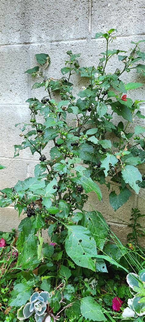 I don't use the Nightshade, it sure does get constantly consumed by