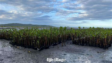 Nakorokula Villagers Plant Trees And Mangroves To Tackle Climate Change