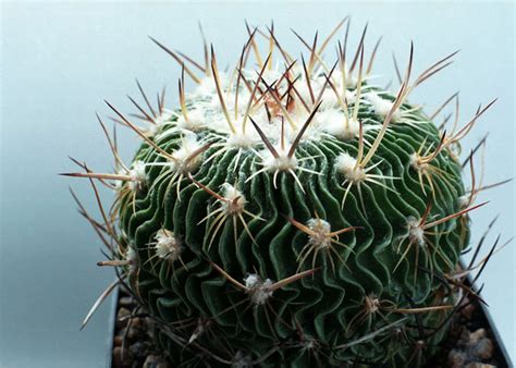 Echinofossulocactus multicostatus