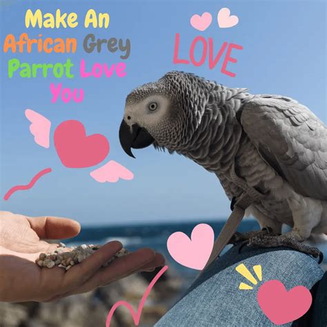 A simple trick to make an African Grey Parrot love you!