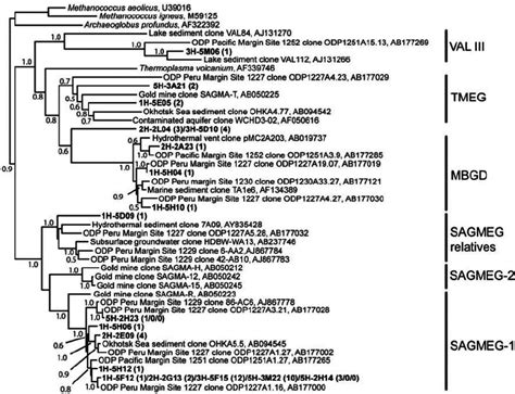 Neighbor Joining Tree Indicating The Phylogenetic Positions Of The