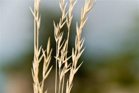 Free Images Tree Nature Branch Light Blur Growth Sun Field