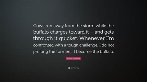 Wilma Mankiller Quote Cows Run Away From The Storm While The Buffalo