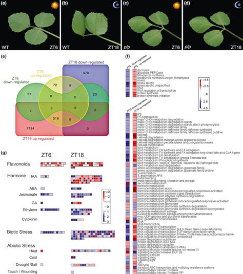 Leaf movement and differential expression of metabolic genes in... | Download Scientific Diagram