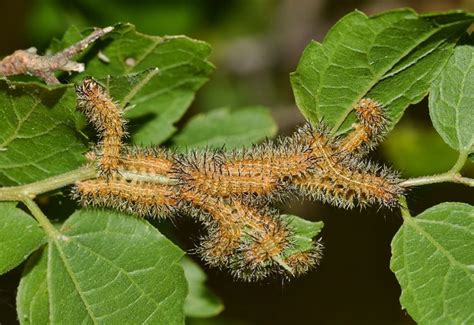 Beware! 7 Most Poisonous Caterpillars In Alabama