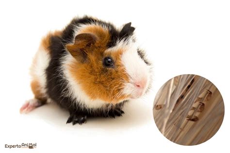 How Do I Treat My Guinea Pig For Mites And Lice Guinea Pig Illnesses