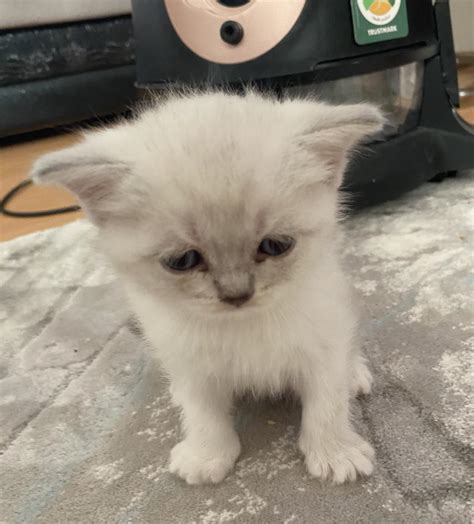 British Shorthair Yavru Kediler Petcim