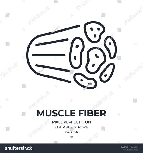 Muscle Fiber Tissue Editable Stroke Outline Stock Vector (Royalty Free