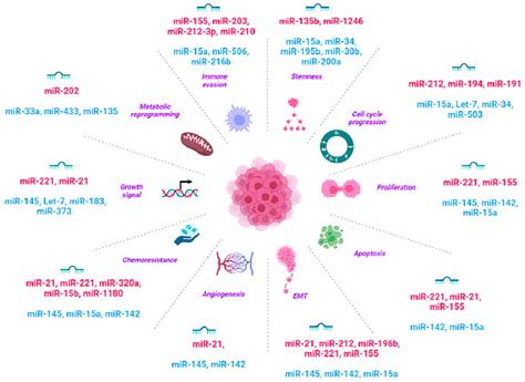 Schematic Illustration Of The Microrna Based Regulation Of The Download Scientific Diagram