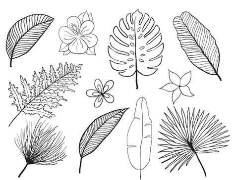 Handgezeichnete Tropische Bl Tter Farbvektorset Set Blatt Und Blumen