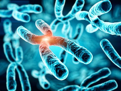 Cromossomos: resumo, classificação e tipos - Biologia Net