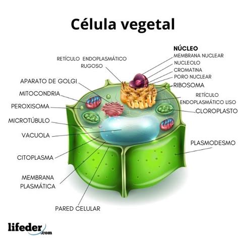 Partes Da Celula Vegetal - Celula Vegetal Y Sus Partes | Célula animal: qué es, partes y funciones ...