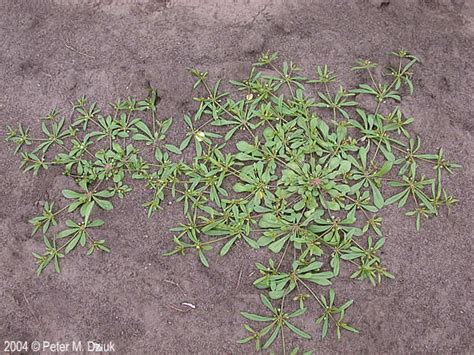 Mollugo verticillata (Carpetweed): Minnesota Wildflowers