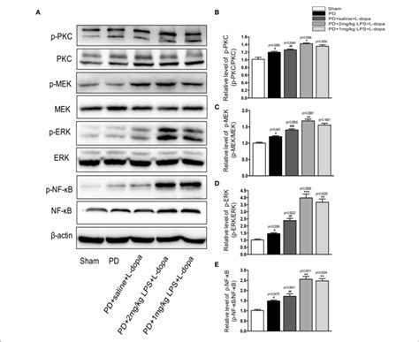 Effects Of Peripheral Lps Injection On Striatal Pkc Mek Erk And Nf B