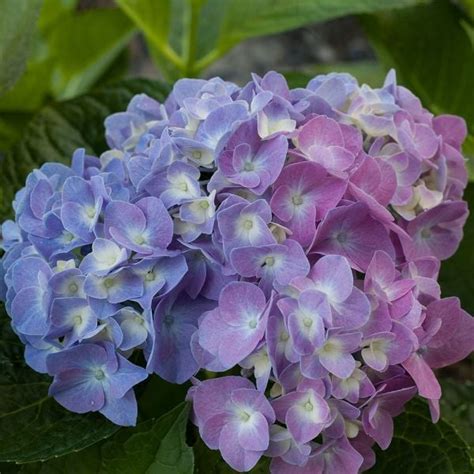 Hydrangea Macrophylla Let S Dance Blue Jangles White Flower Farm