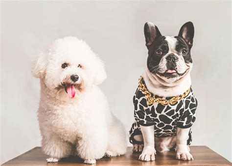 Bichon Frise Behavior Problems: Training Tips and Solutions