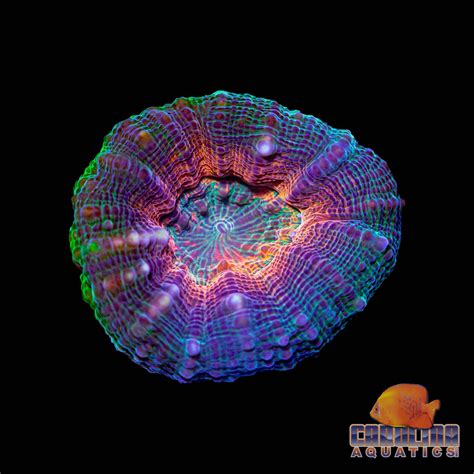 Coral Frags – Carolina Aquatics