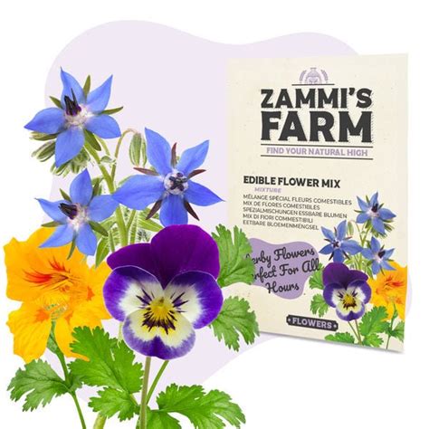 M Lange De Graines De Fleurs Comestibles Zamnesia